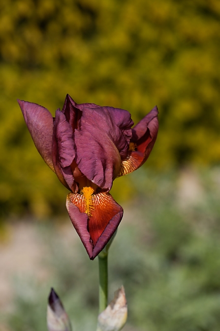Jardin des Impressionnistes-MAI14-034